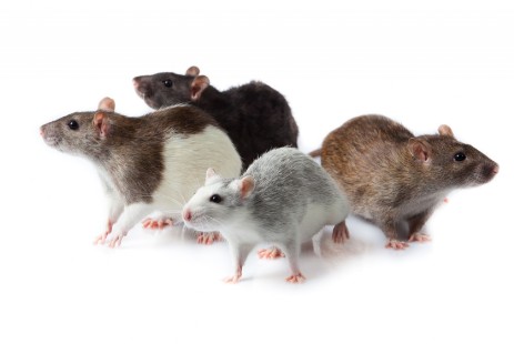 mehrer Ratten auf einem Foto